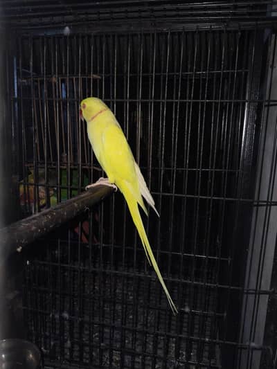 Yellow breeder male