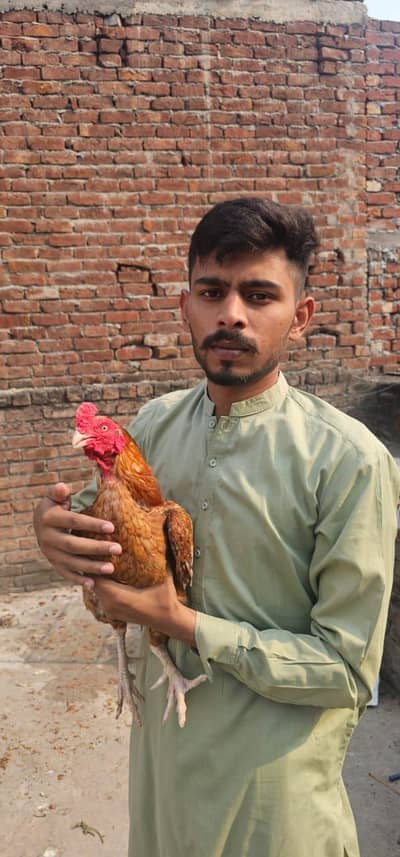 aseel miawali