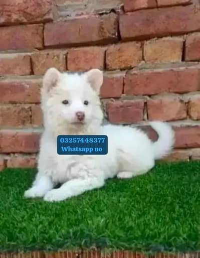 Russian puppy Dogs for sale 2 month