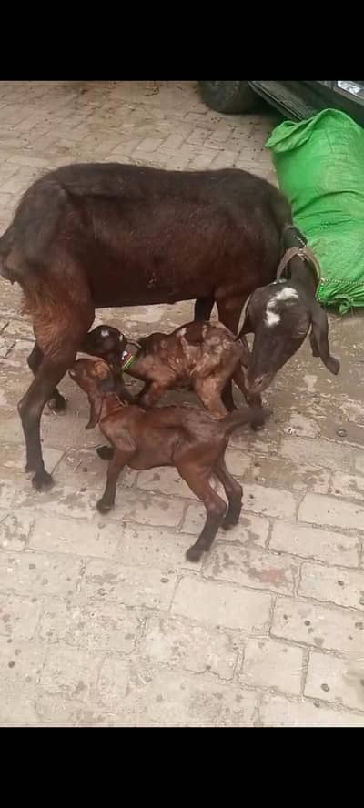 Beetal Goat with Male n female