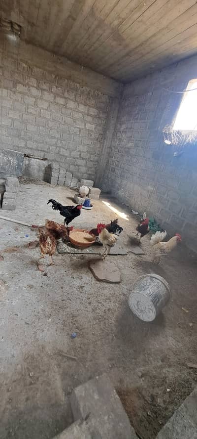Hen Rosster Aseel Lohman Brown Misri