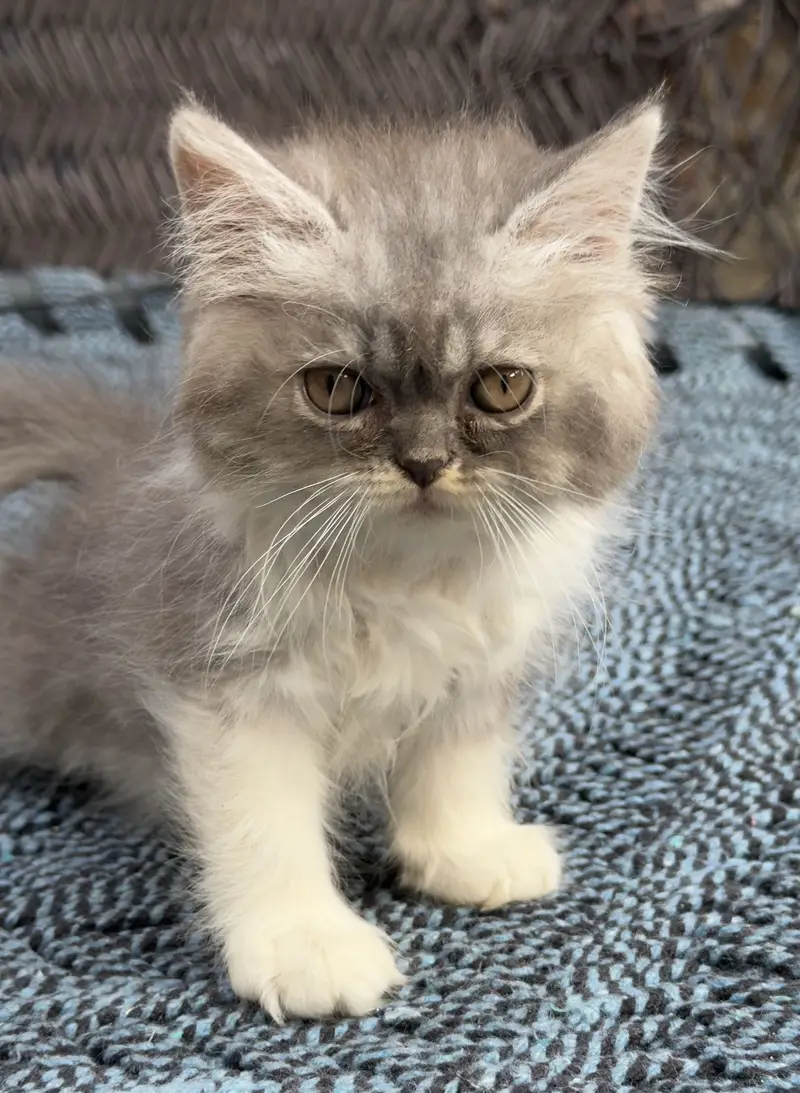 Punch Face Bicolor Male Kitten