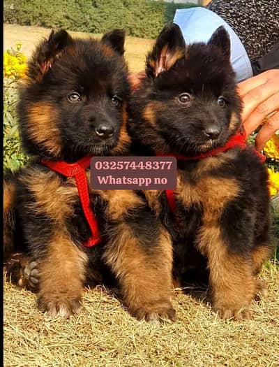 German Shepherd dog for sale 2 month age