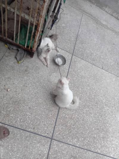 persian cats