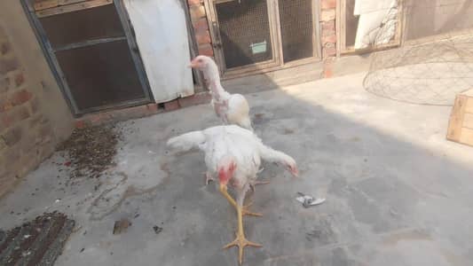 Aseel hera 1 patha or 2 pathiya