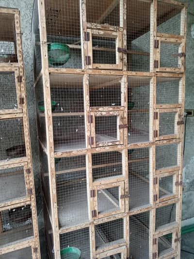 birds cage