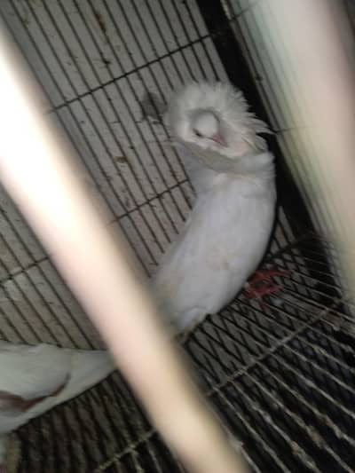 Premium Pigeons, Jacobin breeder pair Available in DHA phase 8 Lahore