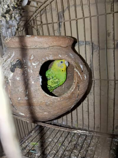 Australian breeder pair