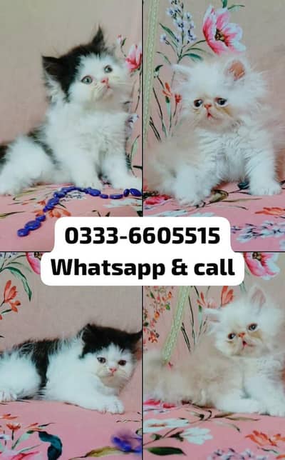 pure Persian high quality piki semi punch punch face kittens for sale