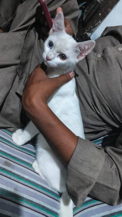 double coloured eyes