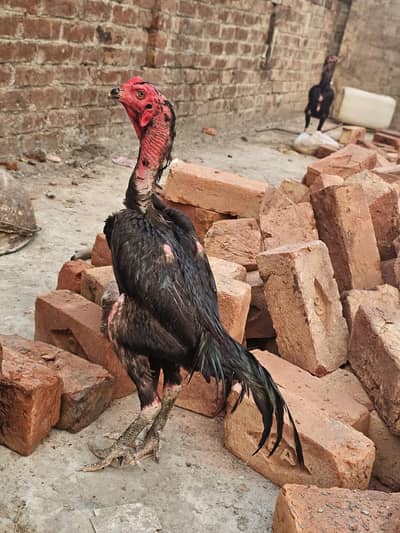 pakoya blus barmi cross patha