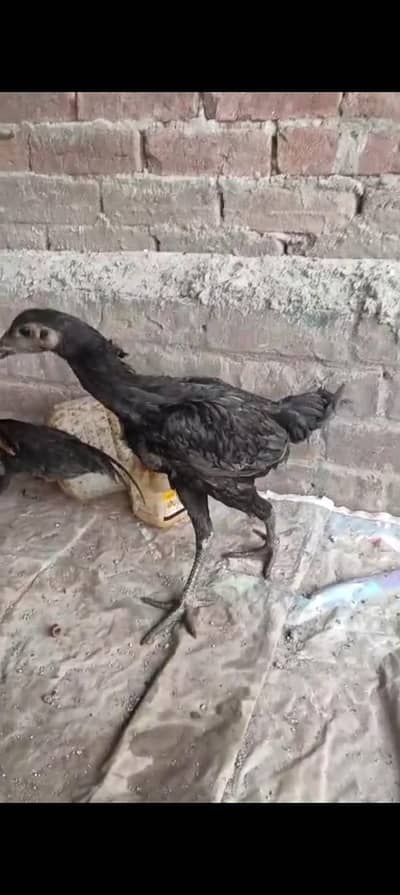jis Bhai ko chaiy Whatsapp ma rabta kary price munsaib ha offer ha