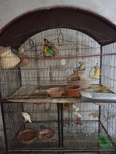 7 se 9 months k birds hai only love birds