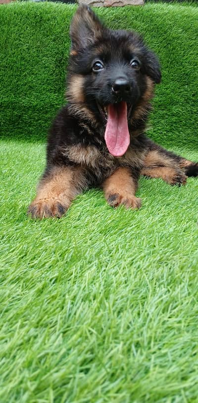 German shepered male puppies for sale healthy and active puppies