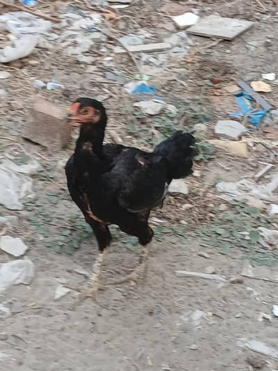 aseel murgi for sale full active and healhi jis bhai mo chiye ho rabta