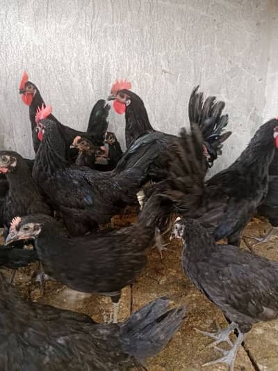Australorp rir male