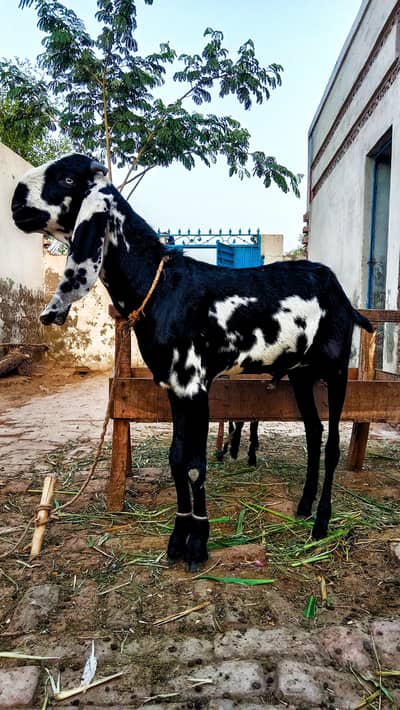 barbana bakra hai black and white color ka