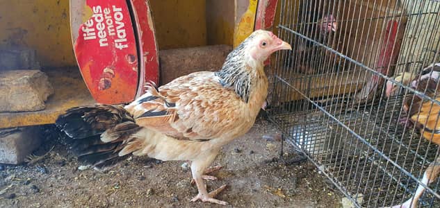 Aseel hens