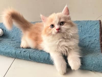 Male Persian Kitten