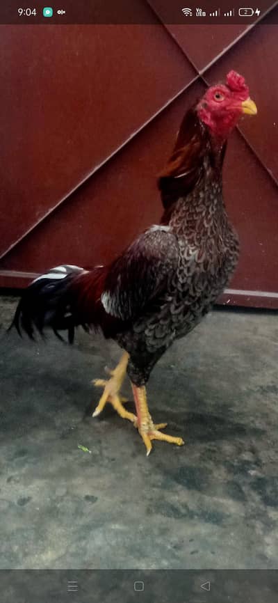 salata murgha or Sindhi jawa murghe for sale : cont 03044007304
