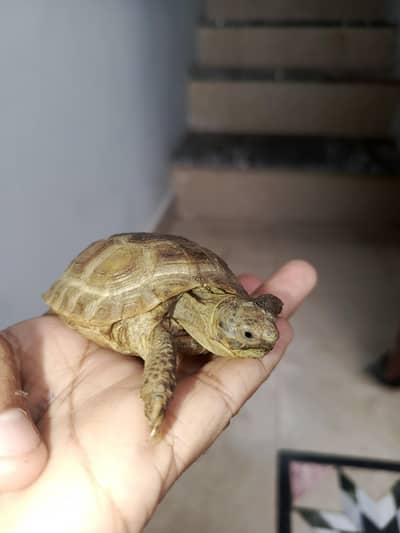 Russian Tortoise Pair