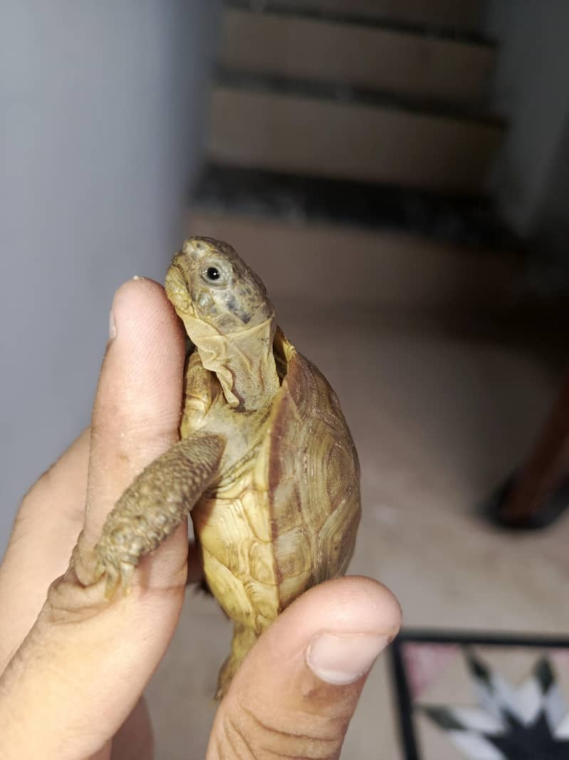 Russian Tortoise Pair 1