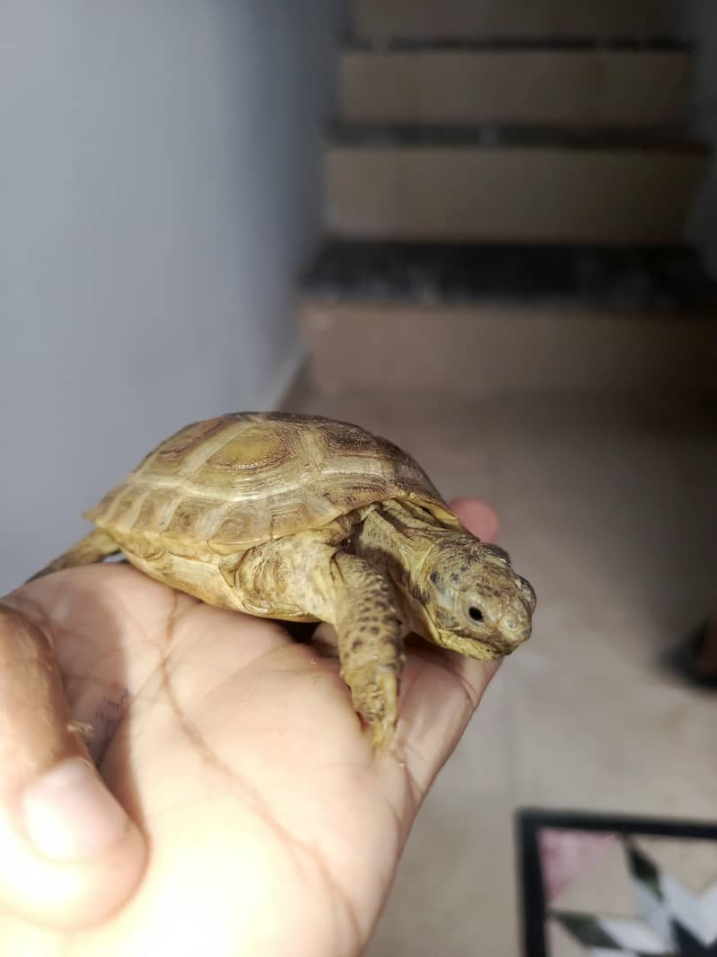 Russian Tortoise Pair 2