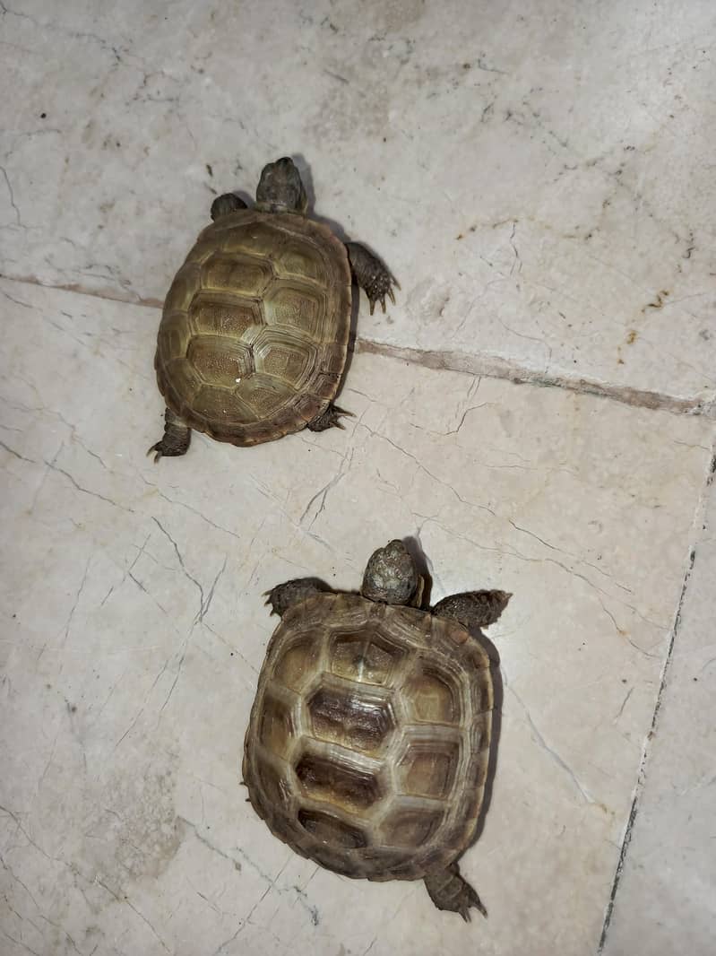 Russian Tortoise Pair 3