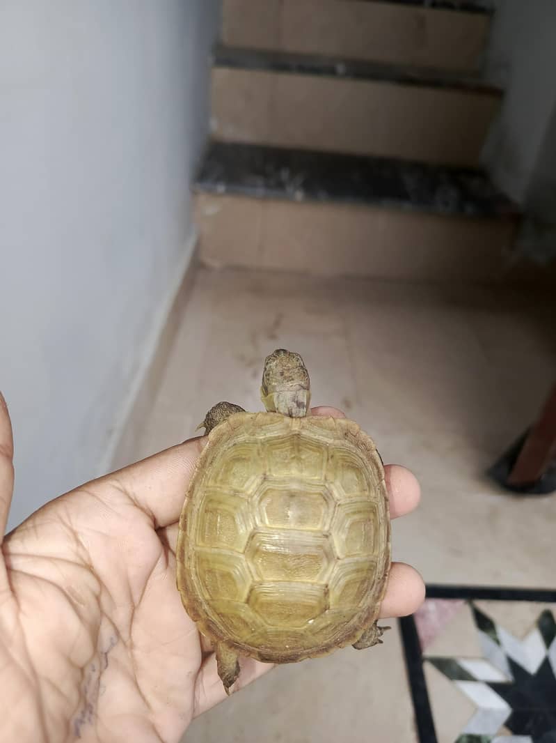 Russian Tortoise Pair 4