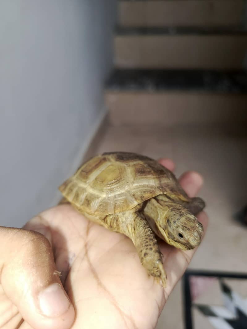 Russian Tortoise Pair 5