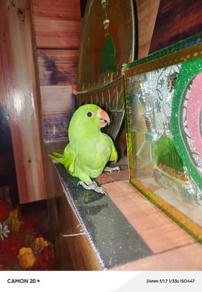 parrot for sale