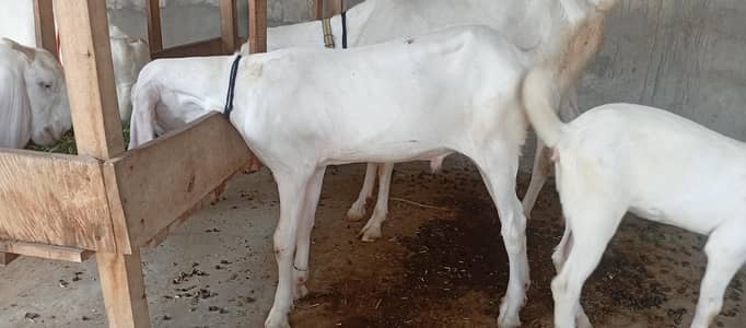 goat for sail