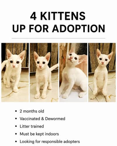 Adorable Kittens for Adoption