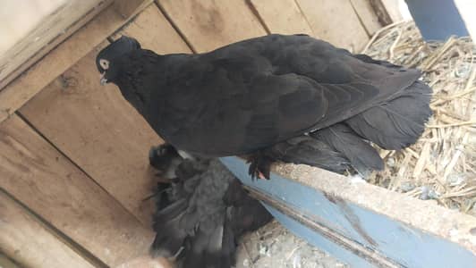 breed pair with two bachay