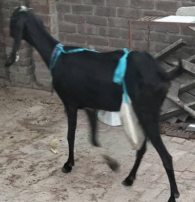 dudh wali black beetal bakri