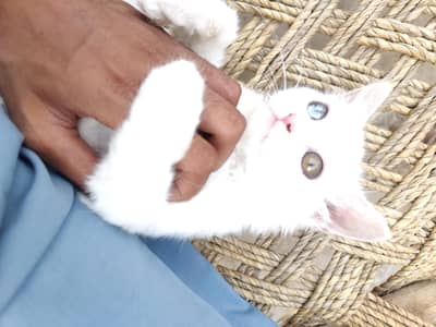 Triple coated odd eyes Femail person kitten