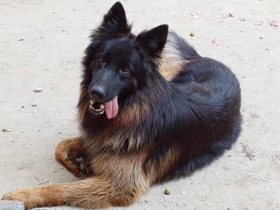 German shepherd Male 03134111831