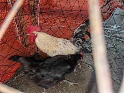 desi hens sales