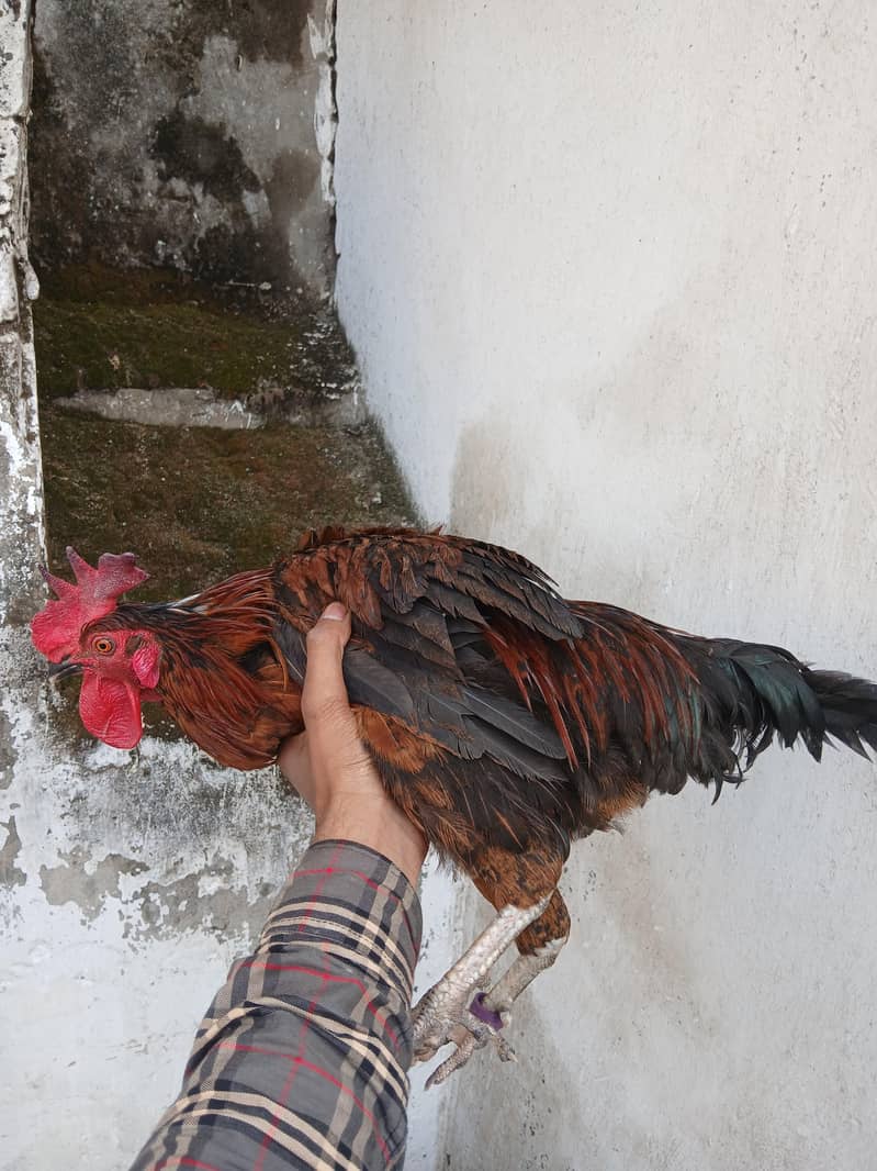 دیسی مرغا برائے فروخت 1