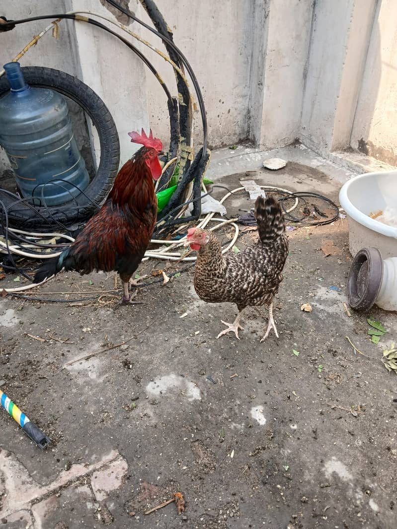 دیسی مرغا برائے فروخت 3