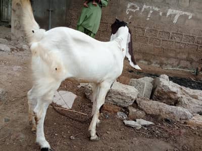 Goat - paath - bakri