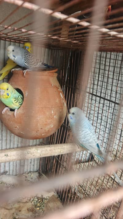 Australian breeder pair