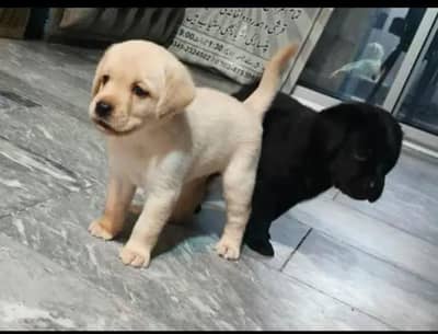 Labrador puppies