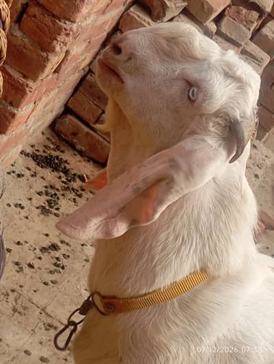 Bakra for sale
