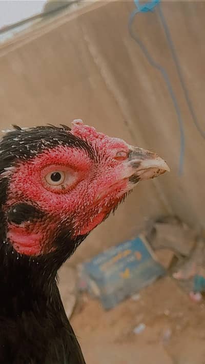 high quality pure old  bloodline lassani