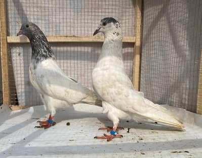 ta bend bredr pair for sale