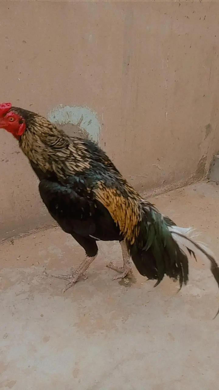 pure mianwali bloodline zero size aseel — photo 2