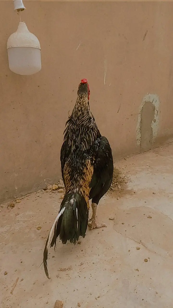 pure mianwali bloodline zero size aseel — photo 3