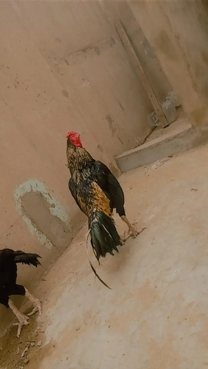 pure mianwali bloodline zero size aseel — photo 4