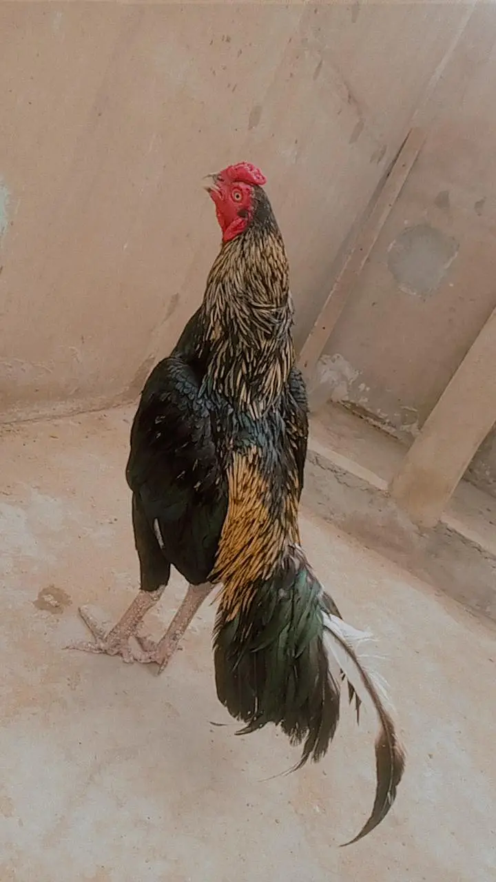 pure mianwali bloodline zero size aseel — photo 5